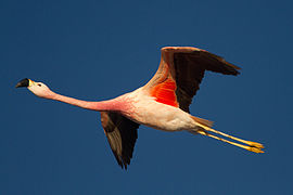 Flamenco andino/Andean Flamingo.