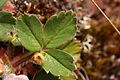 Fragaria virginiana