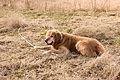 A Golden Retriever lying on gras with a stick under his hands.