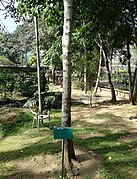 Olea welwitschii - Arusha gardens 1.jpg