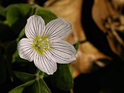 Oxalis acetosella