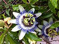 Foto de una Passiflora caerulea