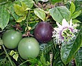 Passiflora edulis f. edulis