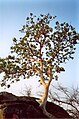 Ficus abutilifolia