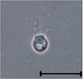 Codosiga sp. cell at late stages of the life cycle