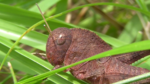 Bow-winged grasshopper (Chorthippus biguttulus)