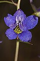 Delphinium nuttallianum