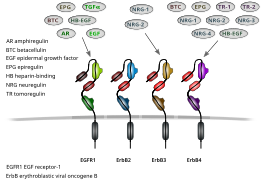 EGF receptors and ligands.svg