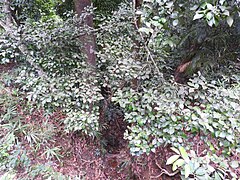 Erythropalum acuminatum-3-chemungi-kerala-India.jpg