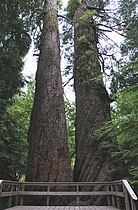 1,000-year-old Pseudotsuga, Mount Rainier National Park