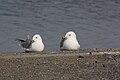 Larus delawarensis