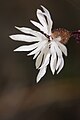 Lithophragma glabrum