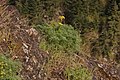 Lomatium grayi