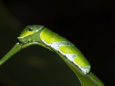 Papilio bianor (Chinese Peacock Black Swallowtail Emerald), caterpillar