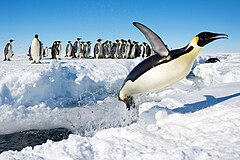 Toinen sija: An Emperor Penguin (Aptenodytes forsteri) in Antarctica jumping out of the water. Attribution: Christopher Michel (CC BY 2.0)