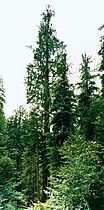 "Dorner fir", 99.4 m tall. Coos Bay District, Oregon