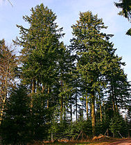 Cultivated in Thuringian Forest, Germany.