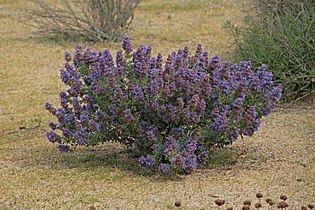 Salvia dorrii