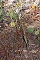 Senecio integerrimus