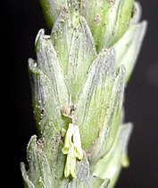 wheat flowers (Wheat spikelet with the three anthers sticking out)