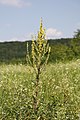 Verbascum lychnitis