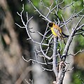 Male; Ürgüp, Nevşehir, Turkey