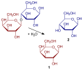 Lactose hydrolysis (Haworth perspective formulae)