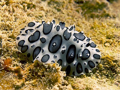 Phyllidiopsis papilligera (Black Spotted Nudibranch)