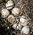 Quail eggs