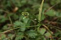 Ranunculus eschscholtzii