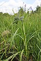 Scirpus sylvaticus