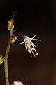 Tiarella trifoliata