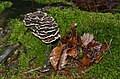 Trametes versicolor