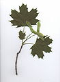 Leaf and fruit