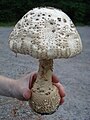 Amanita atkinsoniana