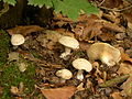 Group of Clitopilus prunulus