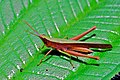 Grasshopper (Caelifera), Cockscomb Basin Wildlife Sanctuary