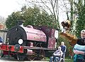 English: A Harris Hawk (Parabuteo unicinctus), at Havenstreet railway station, during the 2010 Southern Vectis bustival event. The owners of the bird were letting people handle the bird, as seen here. The steam railway's Invincible locomotive is in view here.