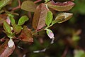 Vaccinium myrtillus