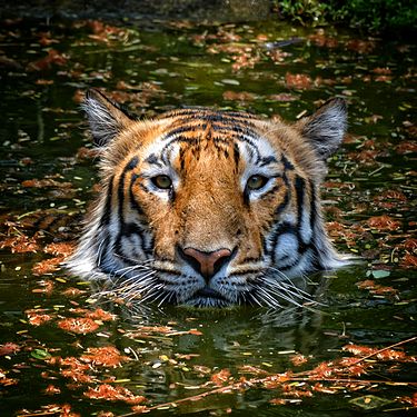 Bengal Tiger posing for the camera NIKHIL CHAMARTY