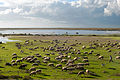 30 20101020 Sheep shepherd at Vistonida lake Glikoneri Rhodope Prefecture Thrace Greece uploaded by Ggia, nominated by Ggia