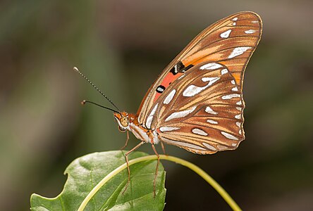 Agraulis vanillae (Gulf Fritillary)