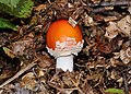 14 Amanita muscaria qtl4 uploaded by Quartl, nominated by Quartl