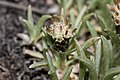 Antennaria dimorpha