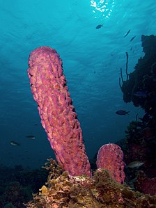 Aplysina archeri (Stove-pipe Sponge)