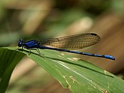   Argia extranea