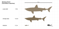 Basking Shark (Cetorhinus maximus) Scale Diagram