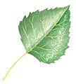 Betula pendula leaf illustration