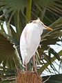 Gambia