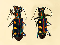 Cicindela aurulenta